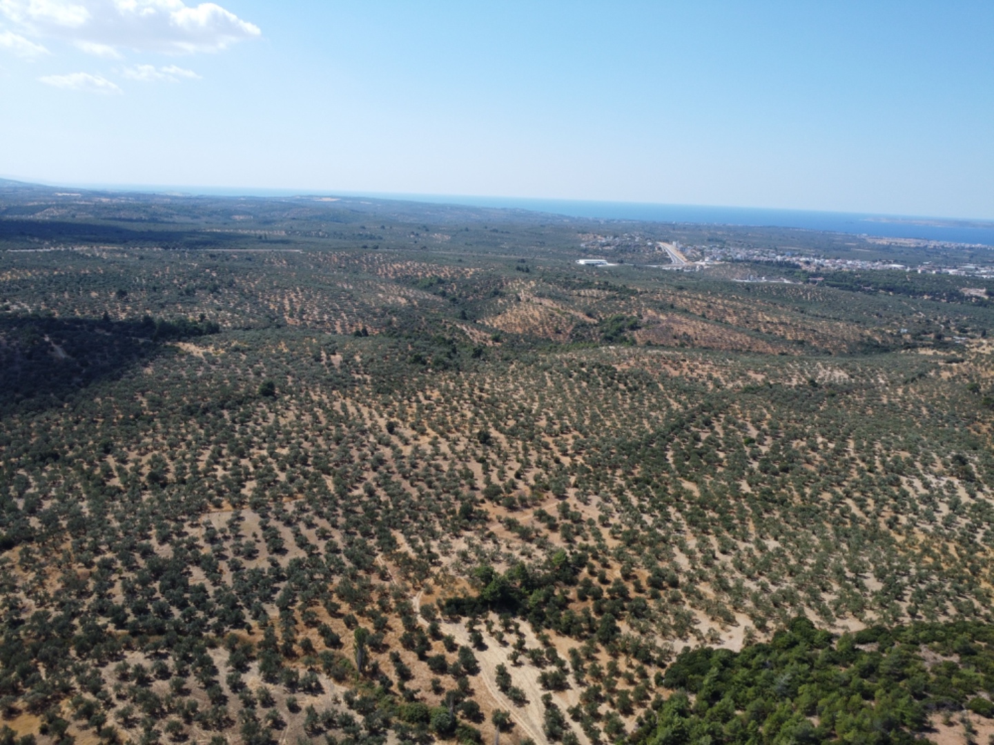  GEYİKLİ DARIKÖY'DE 4.933m² YATIRIMLIK ZEYTİNLİK - ÇANAKKALE EZİNE DARIKÖY KÖYÜ - undefined undefined