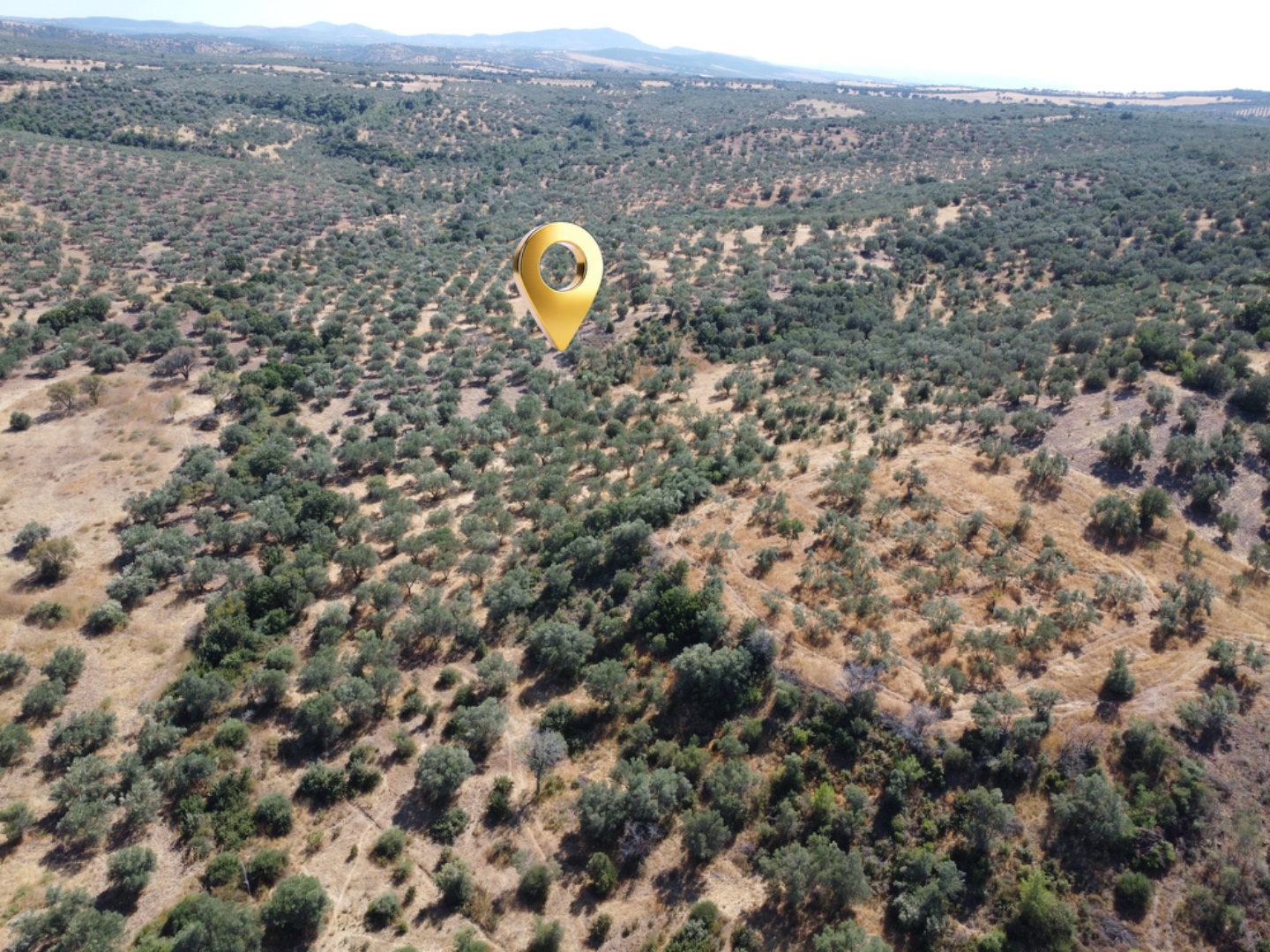 EZİNE KEMALLI ODUNLUK İSKELESİ MEVKİİNDE 9.678m² YATIRIMLIK ZEYTİNLİK - ÇANAKKALE EZİNE KEMALLI KÖYÜ - undefined undefined