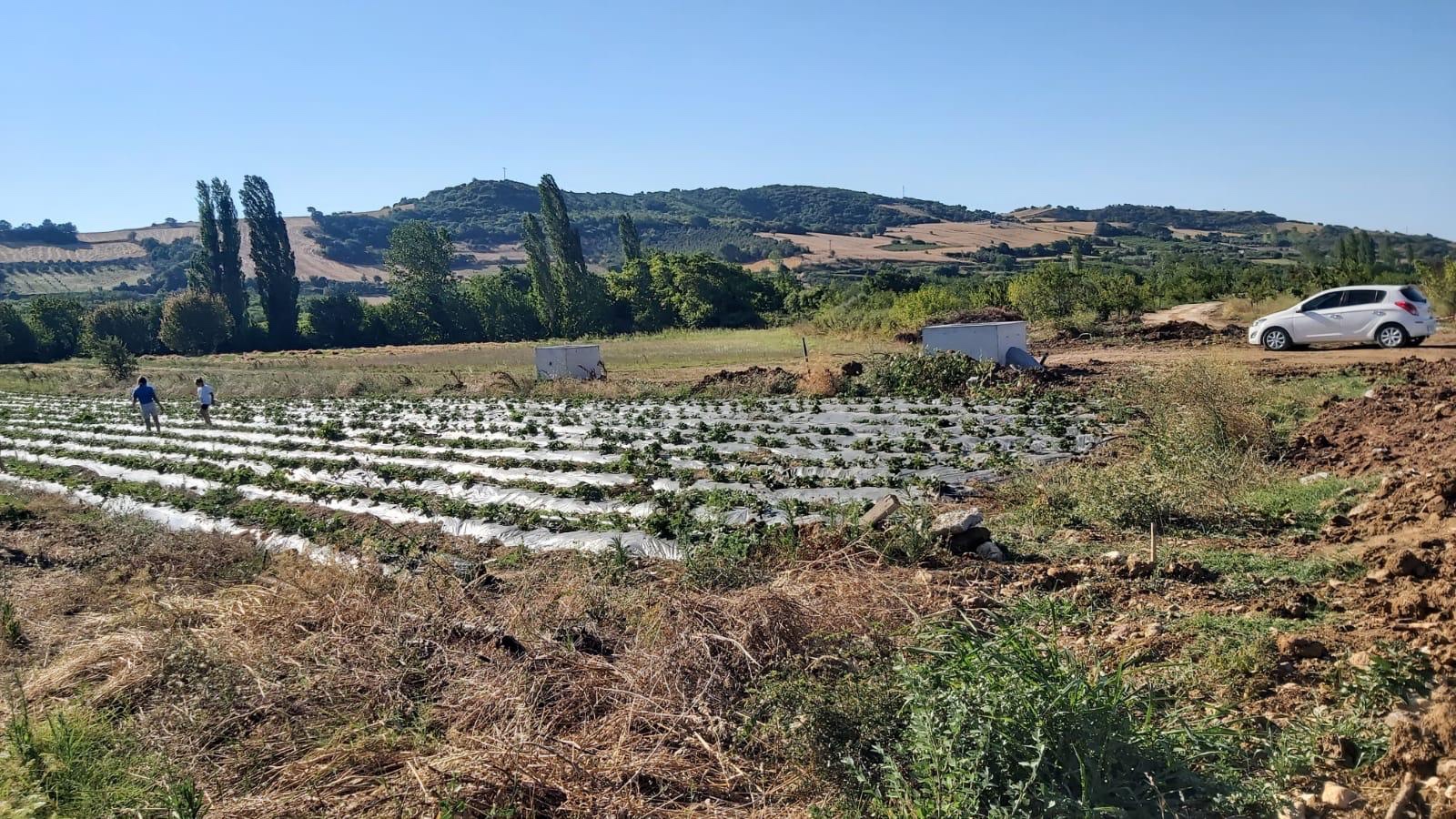 LAPSEKİ ALPAGUT’TA KÖY MERKEZİNE YAKIN, YOLA CEPHE, SULAMA SİSTEMLİ – HAZIR ÇİLEK TARLASI! - ÇANAKKALE LAPSEKİ ALPAGUT KÖYÜ - undefined [object Object]