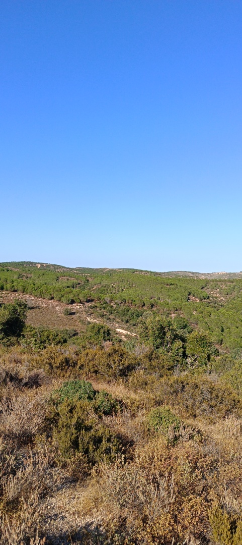 ÇANAKKALE KARABİGA ZEYTİNLİK KÖYÜ SATILIK 6.313 M2 BAĞ - ÇANAKKALE BİGA KARABİGA BELDESİ, ZEYTİNLİK MAHALLESİ - undefined undefined - Thumbnail