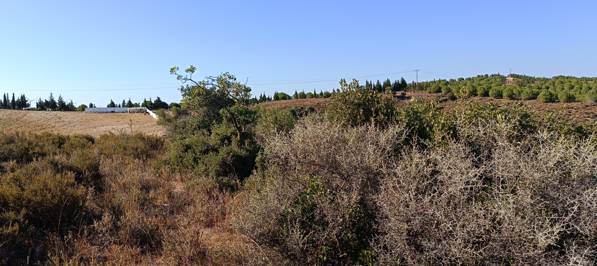 ÇANAKKALE KARABİGA ZEYTİNLİK KÖYÜ SATILIK 6.313 M2 BAĞ - ÇANAKKALE BİGA KARABİGA BELDESİ, ZEYTİNLİK MAHALLESİ - undefined undefined - Thumbnail