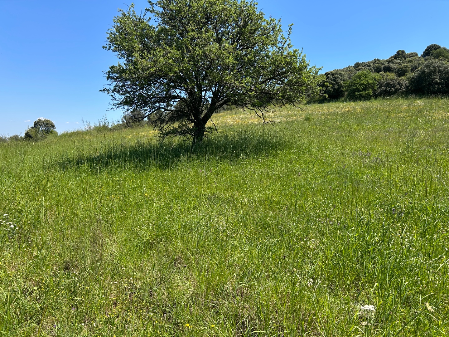 ÇANAKKALE, EZİNE, BAHÇELİ KÖYÜ'NDE BARAJA YAKIN, SULU TARIM VEYA ÇİFTLİK İÇİN UYGUN, KADASTRAL YOLU OLAN TARLA - ÇANAKKALE EZİNE BAHÇELİ KÖYÜ - undefined undefined - Thumbnail