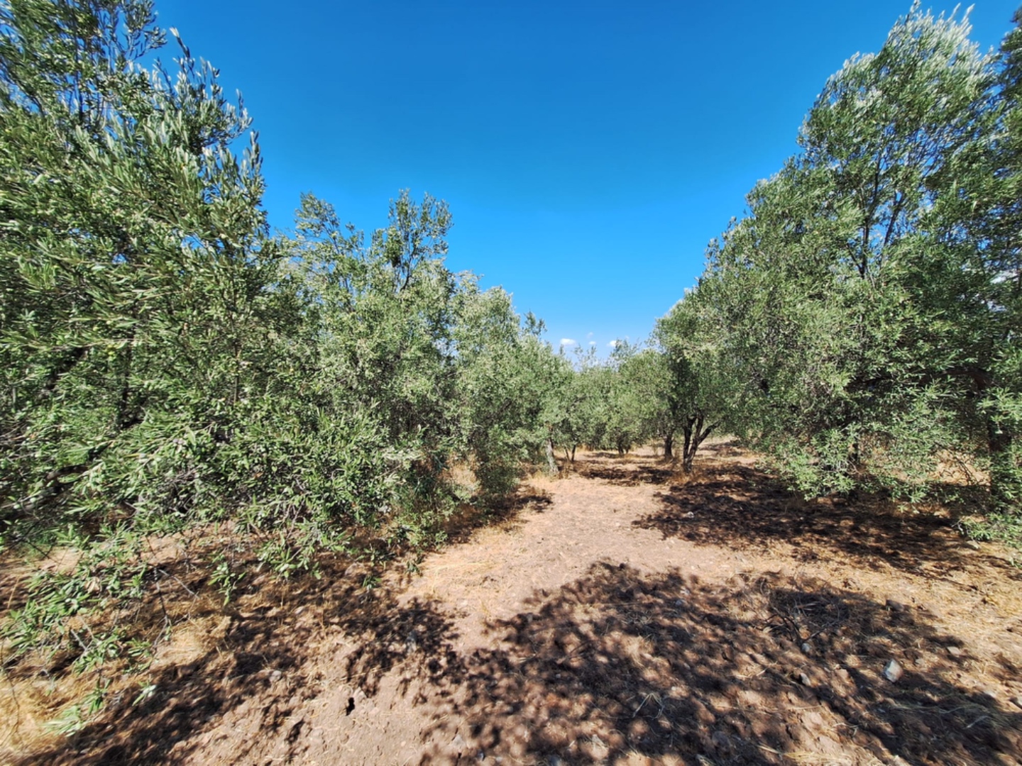 EZİNE KEMALLI ODUNLUK İSKELESİ MEVKİİNDE 9.678m² YATIRIMLIK ZEYTİNLİK - ÇANAKKALE EZİNE KEMALLI KÖYÜ - undefined undefined - Thumbnail
