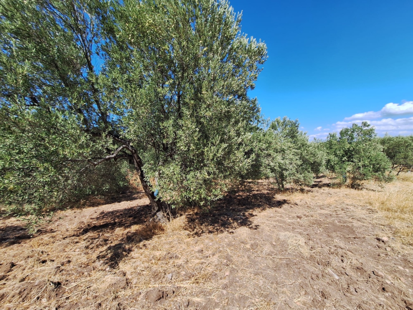 EZİNE KEMALLI ODUNLUK İSKELESİ MEVKİİNDE 9.678m² YATIRIMLIK ZEYTİNLİK - ÇANAKKALE EZİNE KEMALLI KÖYÜ - undefined undefined - Thumbnail
