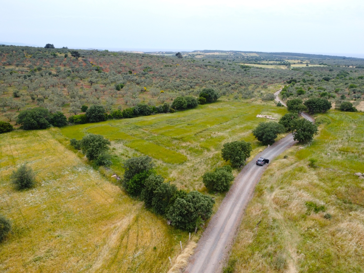 EZİNE KEMALLI KÖYÜNDE DENİZE YAKIN YOL CEPHELİ DÜZ ZEMİN TARLA  - ÇANAKKALE EZİNE KEMALLI KÖYÜ - undefined [object Object]