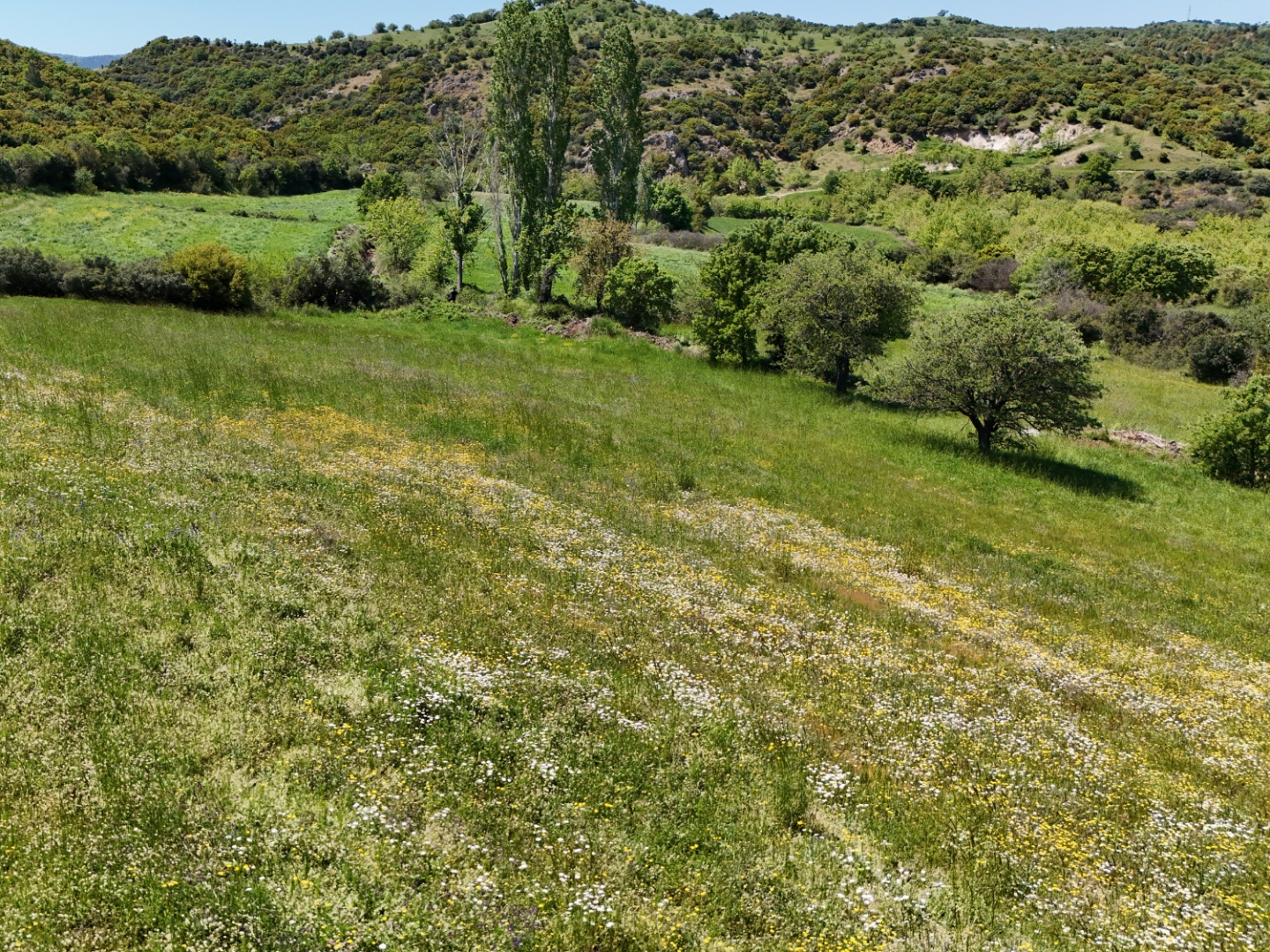 ÇANAKKALE, EZİNE, BAHÇELİ KÖYÜ'NDE BARAJA YAKIN, SULU TARIM VEYA ÇİFTLİK İÇİN UYGUN, KADASTRAL YOLU OLAN TARLA - ÇANAKKALE EZİNE BAHÇELİ KÖYÜ - undefined undefined - Thumbnail