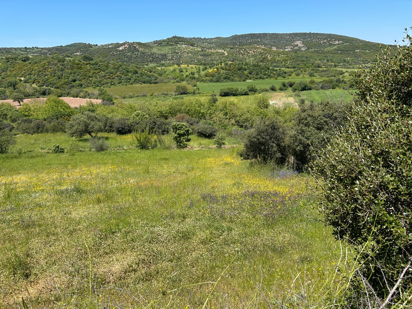 ÇANAKKALE, EZİNE, BAHÇELİ KÖYÜ'NDE BARAJA YAKIN, SULU TARIM VEYA ÇİFTLİK İÇİN UYGUN, KADASTRAL YOLU OLAN TARLA - ÇANAKKALE EZİNE BAHÇELİ KÖYÜ - undefined undefined - Thumbnail