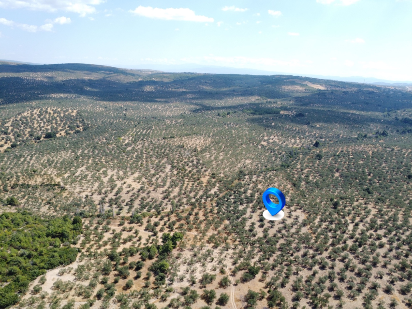  GEYİKLİ DARIKÖY'DE 4.933m² YATIRIMLIK ZEYTİNLİK - ÇANAKKALE EZİNE DARIKÖY KÖYÜ - undefined undefined - Thumbnail