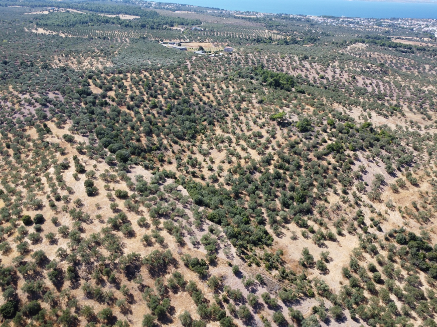 EZİNE KEMALLI ODUNLUK İSKELESİ MEVKİİNDE 9.678m² YATIRIMLIK ZEYTİNLİK - ÇANAKKALE EZİNE KEMALLI KÖYÜ - undefined undefined - Thumbnail