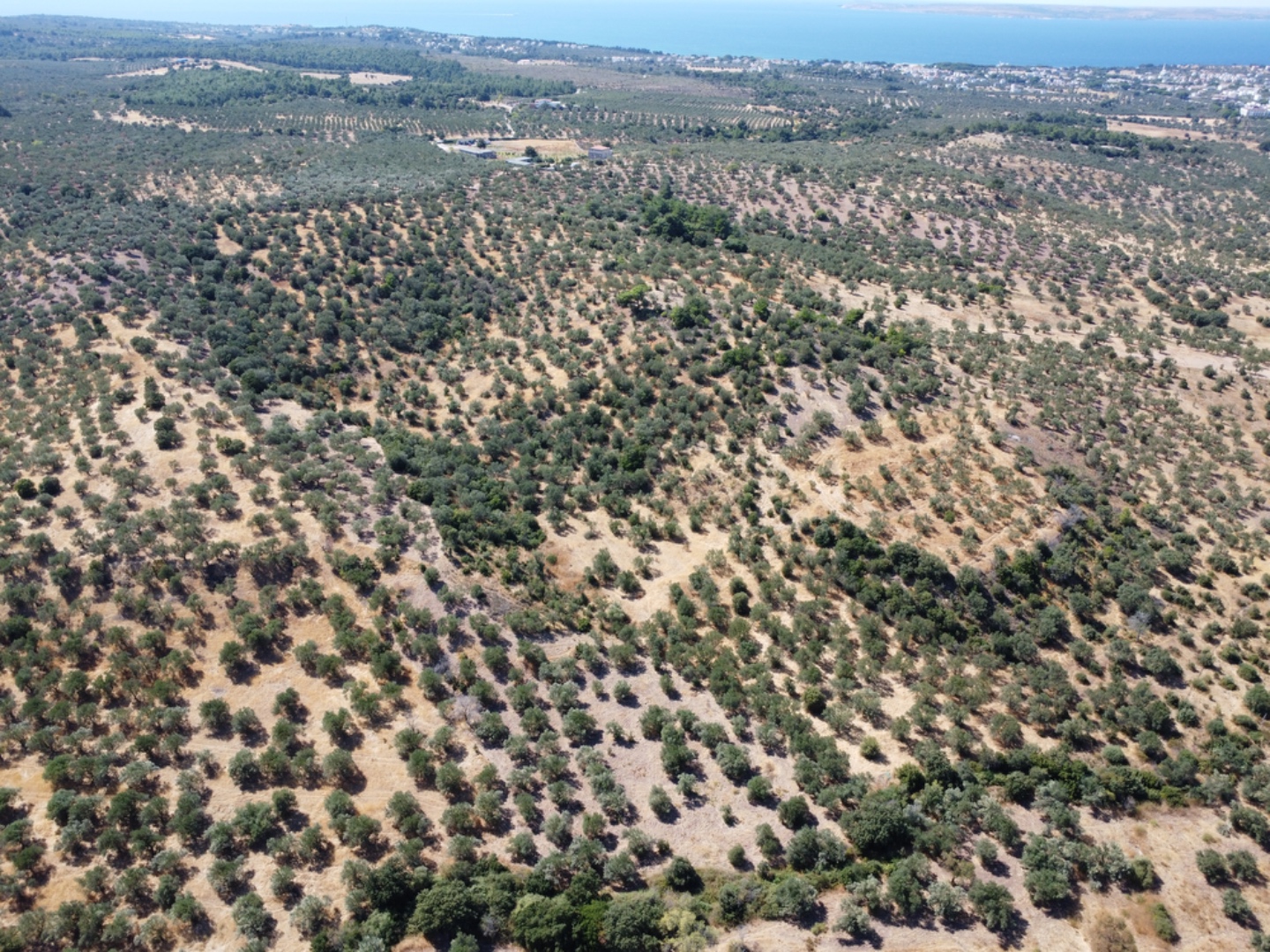 EZİNE KEMALLI ODUNLUK İSKELESİ MEVKİİNDE 9.678m² YATIRIMLIK ZEYTİNLİK - ÇANAKKALE EZİNE KEMALLI KÖYÜ - undefined undefined - Thumbnail