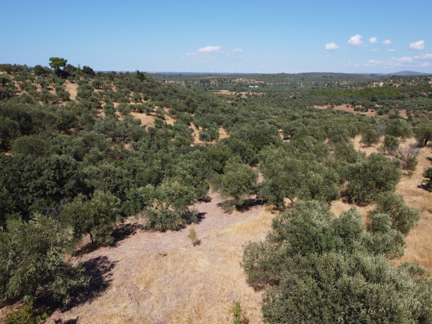 EZİNE KEMALLI ODUNLUK İSKELESİ MEVKİİNDE 9.678m² YATIRIMLIK ZEYTİNLİK - ÇANAKKALE EZİNE KEMALLI KÖYÜ - undefined undefined - Thumbnail