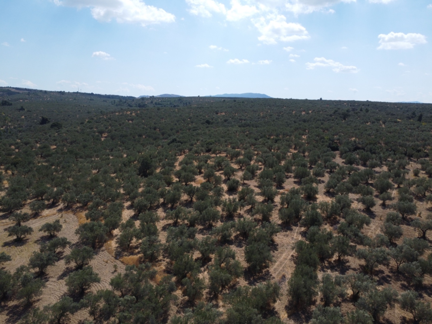  GEYİKLİ DARIKÖY'DE 4.933m² YATIRIMLIK ZEYTİNLİK - ÇANAKKALE EZİNE DARIKÖY KÖYÜ - undefined undefined - Thumbnail