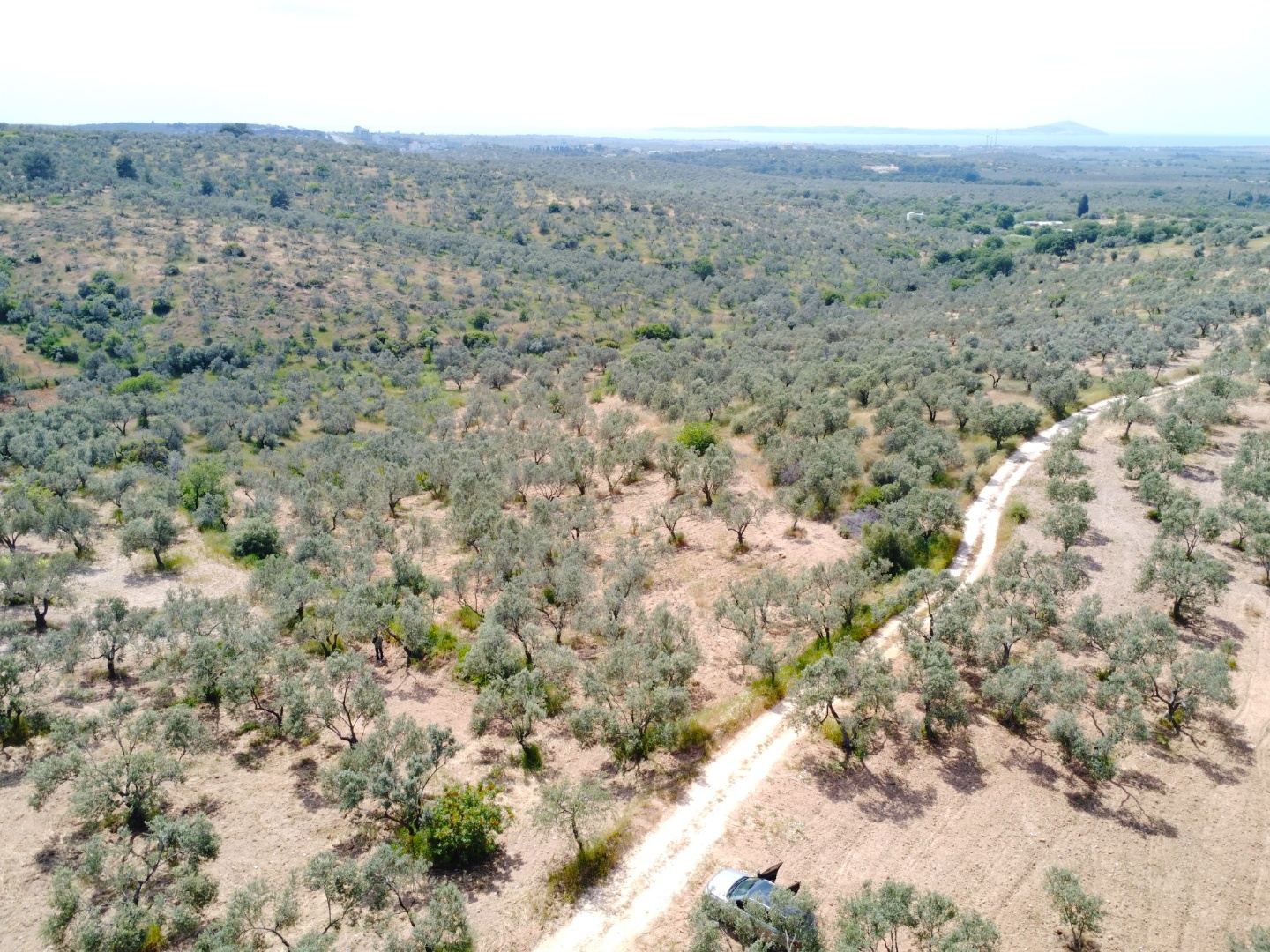 FIRSAT! GEYİKLİ DARIKÖY'DE 27.700 m² YATIRIMLIK ZEYTİNLİK - ÇANAKKALE EZİNE DARIKÖY KÖYÜ - undefined undefined - Thumbnail