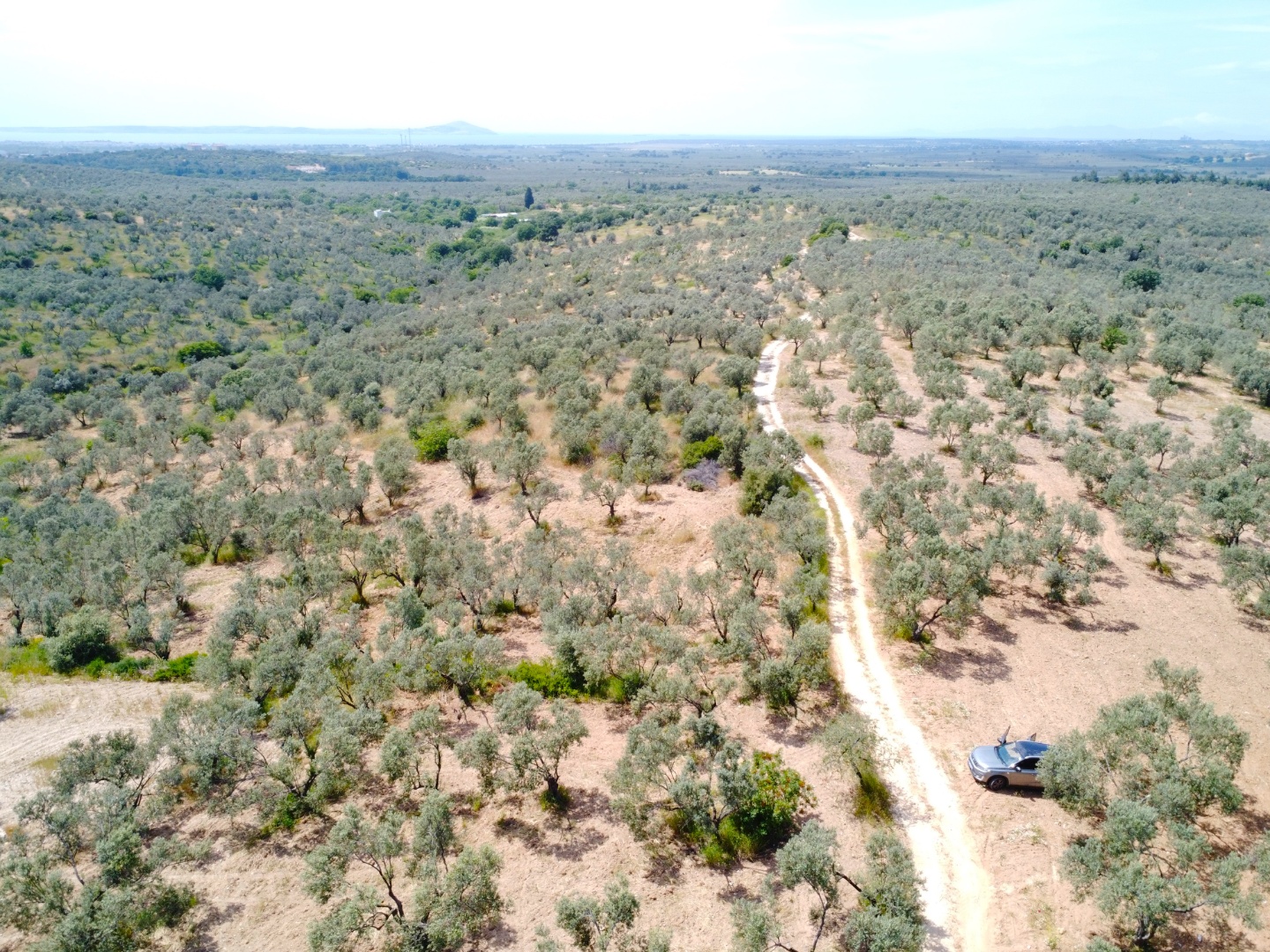 FIRSAT! GEYİKLİ DARIKÖY'DE 27.700 m² YATIRIMLIK ZEYTİNLİK - ÇANAKKALE EZİNE DARIKÖY KÖYÜ - undefined undefined - Thumbnail