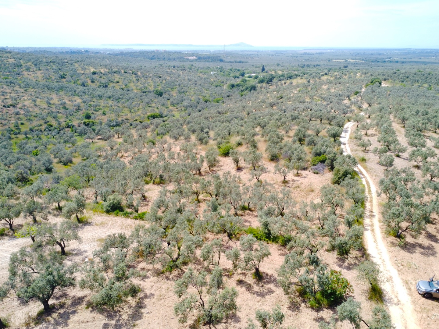 FIRSAT! GEYİKLİ DARIKÖY'DE 27.700 m² YATIRIMLIK ZEYTİNLİK - ÇANAKKALE EZİNE DARIKÖY KÖYÜ - undefined undefined - Thumbnail