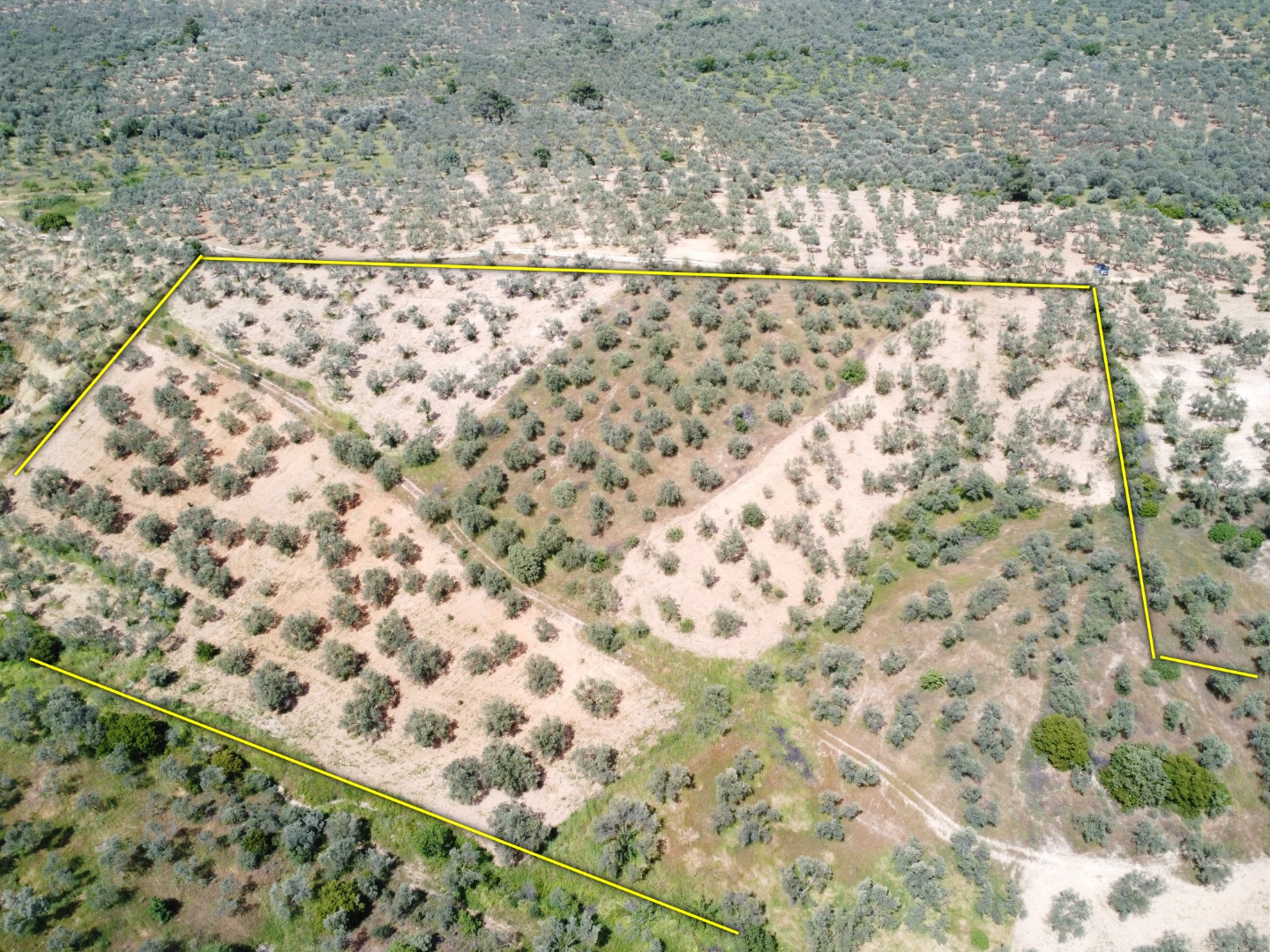 FIRSAT! GEYİKLİ DARIKÖY'DE 27.700 m² YATIRIMLIK ZEYTİNLİK - ÇANAKKALE EZİNE DARIKÖY KÖYÜ - undefined undefined - Thumbnail