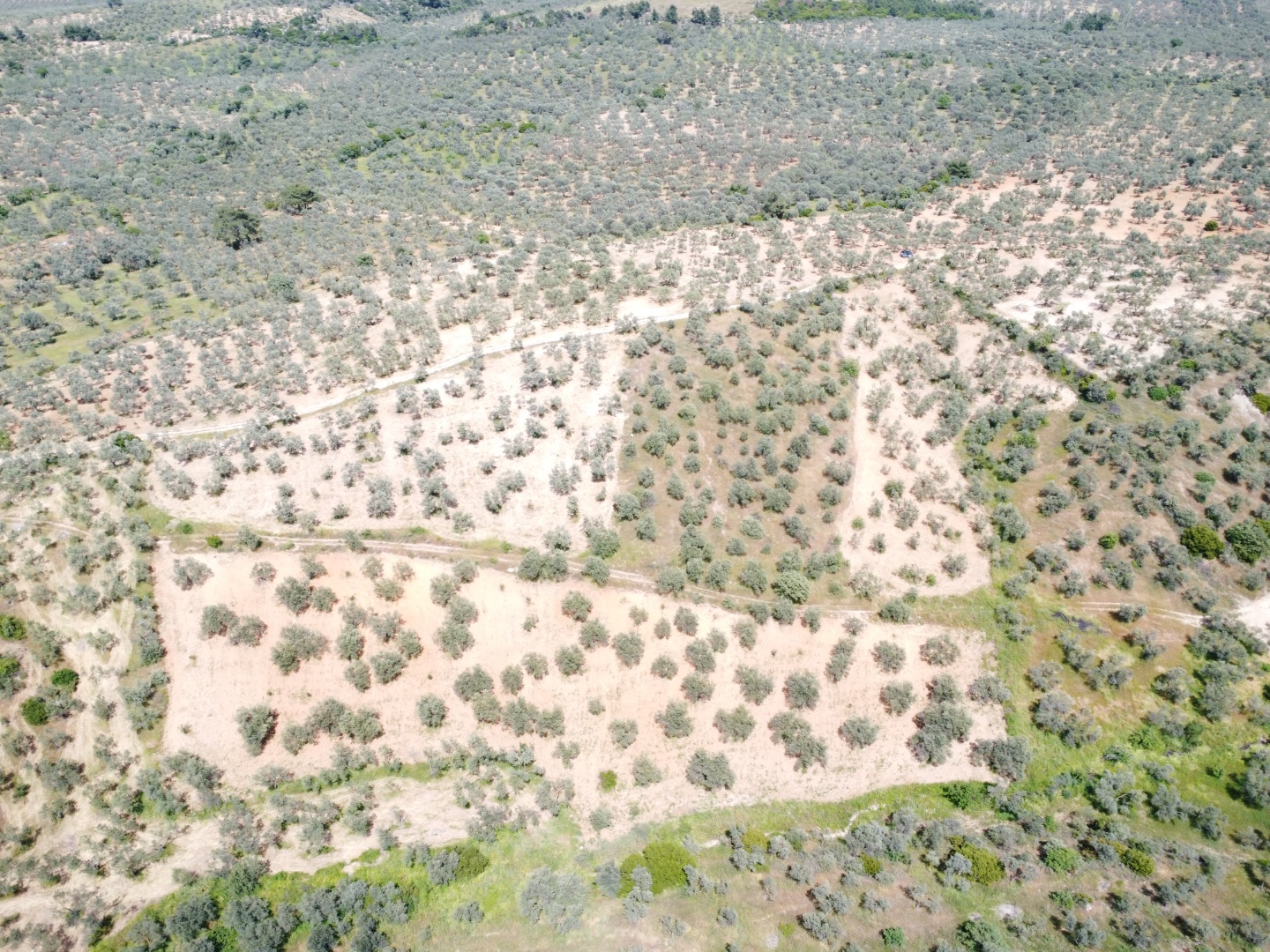FIRSAT! GEYİKLİ DARIKÖY'DE 27.700 m² YATIRIMLIK ZEYTİNLİK - ÇANAKKALE EZİNE DARIKÖY KÖYÜ - undefined undefined - Thumbnail