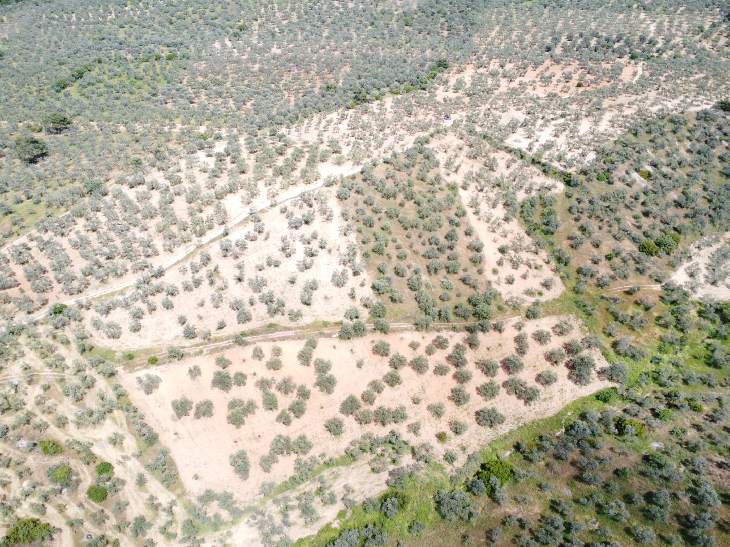 FIRSAT! GEYİKLİ DARIKÖY'DE 27.700 m² YATIRIMLIK ZEYTİNLİK - ÇANAKKALE EZİNE DARIKÖY KÖYÜ - undefined undefined - Thumbnail