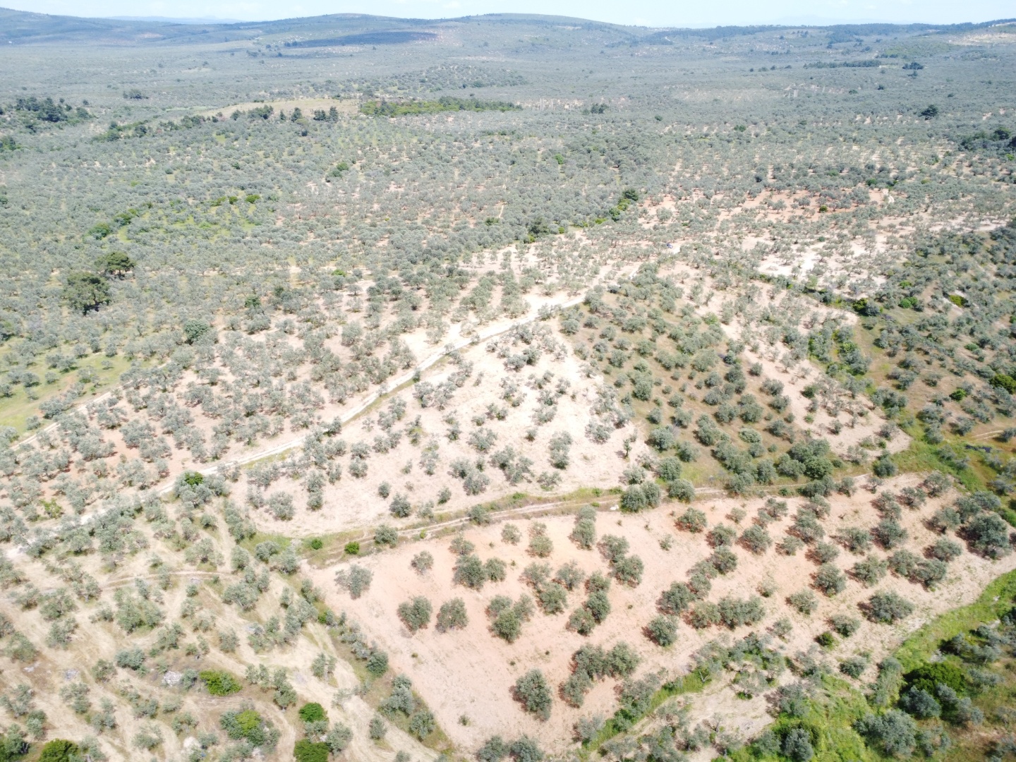 FIRSAT! GEYİKLİ DARIKÖY'DE 27.700 m² YATIRIMLIK ZEYTİNLİK - ÇANAKKALE EZİNE DARIKÖY KÖYÜ - undefined undefined - Thumbnail