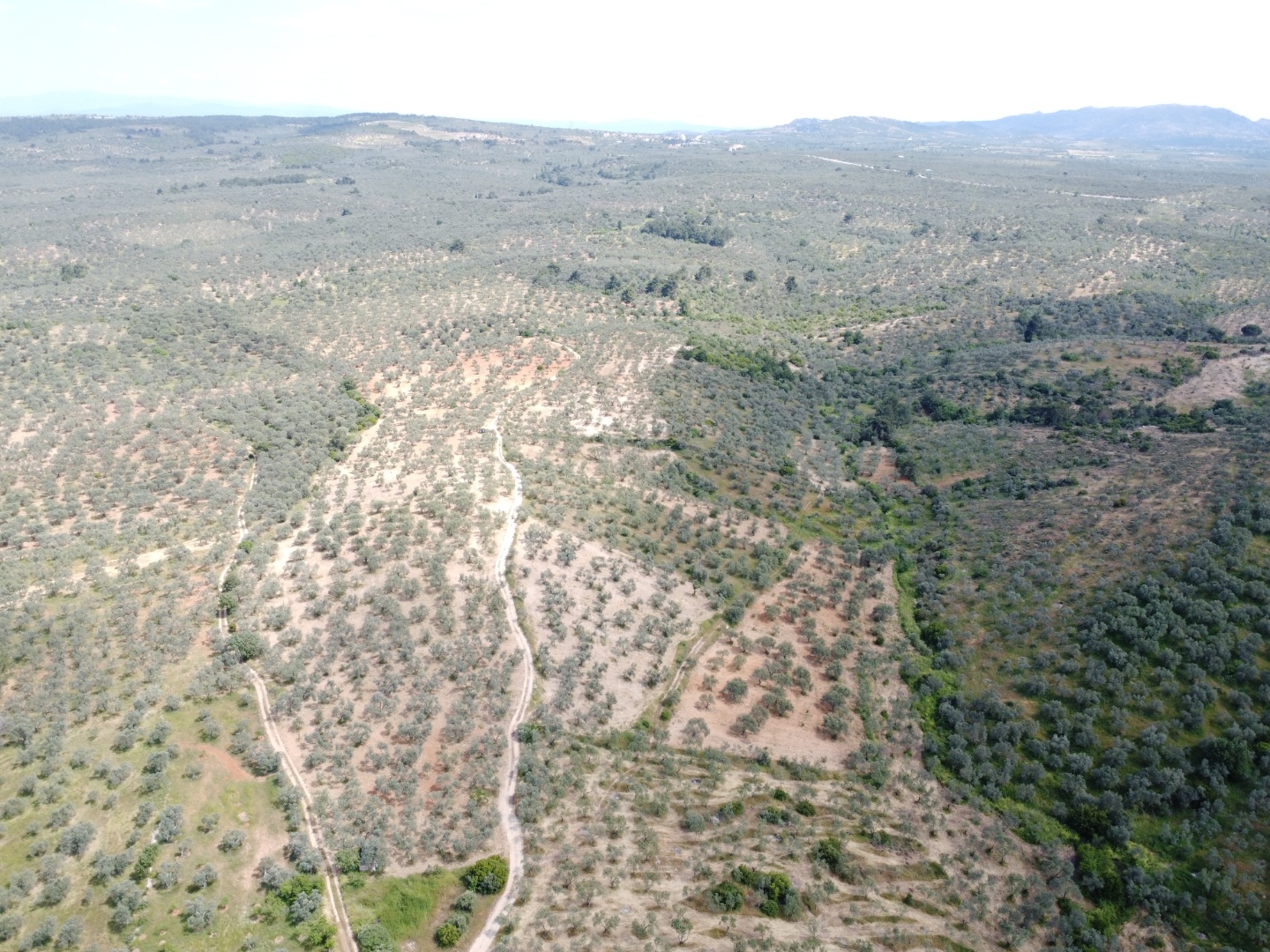 FIRSAT! GEYİKLİ DARIKÖY'DE 27.700 m² YATIRIMLIK ZEYTİNLİK - ÇANAKKALE EZİNE DARIKÖY KÖYÜ - undefined undefined - Thumbnail