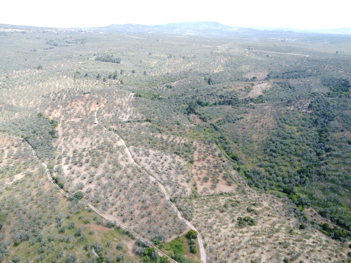 FIRSAT! GEYİKLİ DARIKÖY'DE 27.700 m² YATIRIMLIK ZEYTİNLİK - ÇANAKKALE EZİNE DARIKÖY KÖYÜ - undefined undefined - Thumbnail