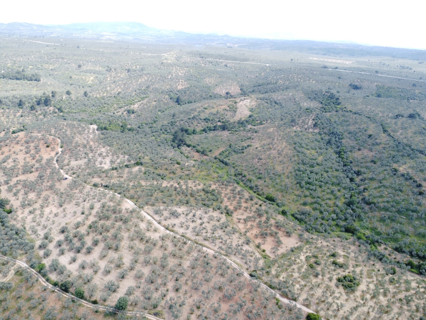 FIRSAT! GEYİKLİ DARIKÖY'DE 27.700 m² YATIRIMLIK ZEYTİNLİK - ÇANAKKALE EZİNE DARIKÖY KÖYÜ - undefined undefined - Thumbnail