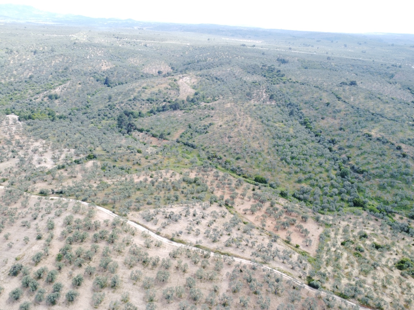FIRSAT! GEYİKLİ DARIKÖY'DE 27.700 m² YATIRIMLIK ZEYTİNLİK - ÇANAKKALE EZİNE DARIKÖY KÖYÜ - undefined undefined - Thumbnail