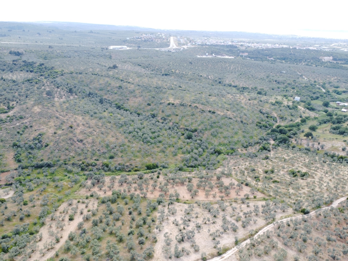 FIRSAT! GEYİKLİ DARIKÖY'DE 27.700 m² YATIRIMLIK ZEYTİNLİK - ÇANAKKALE EZİNE DARIKÖY KÖYÜ - undefined undefined - Thumbnail