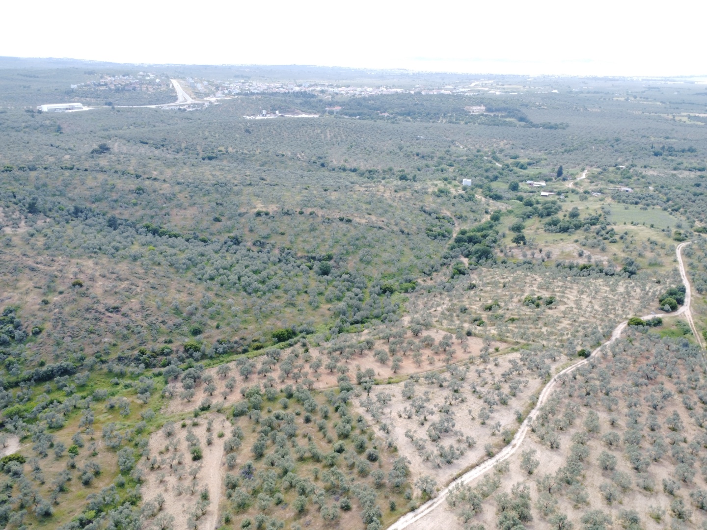 FIRSAT! GEYİKLİ DARIKÖY'DE 27.700 m² YATIRIMLIK ZEYTİNLİK - ÇANAKKALE EZİNE DARIKÖY KÖYÜ - undefined undefined - Thumbnail