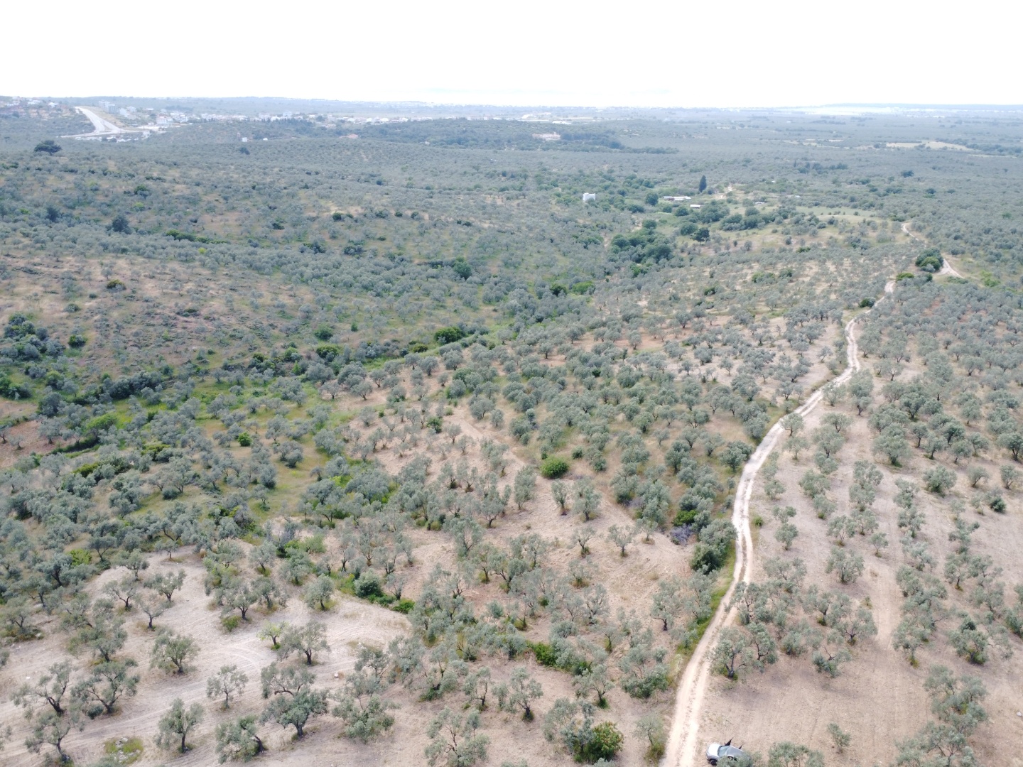 FIRSAT! GEYİKLİ DARIKÖY'DE 27.700 m² YATIRIMLIK ZEYTİNLİK - ÇANAKKALE EZİNE DARIKÖY KÖYÜ - undefined undefined - Thumbnail