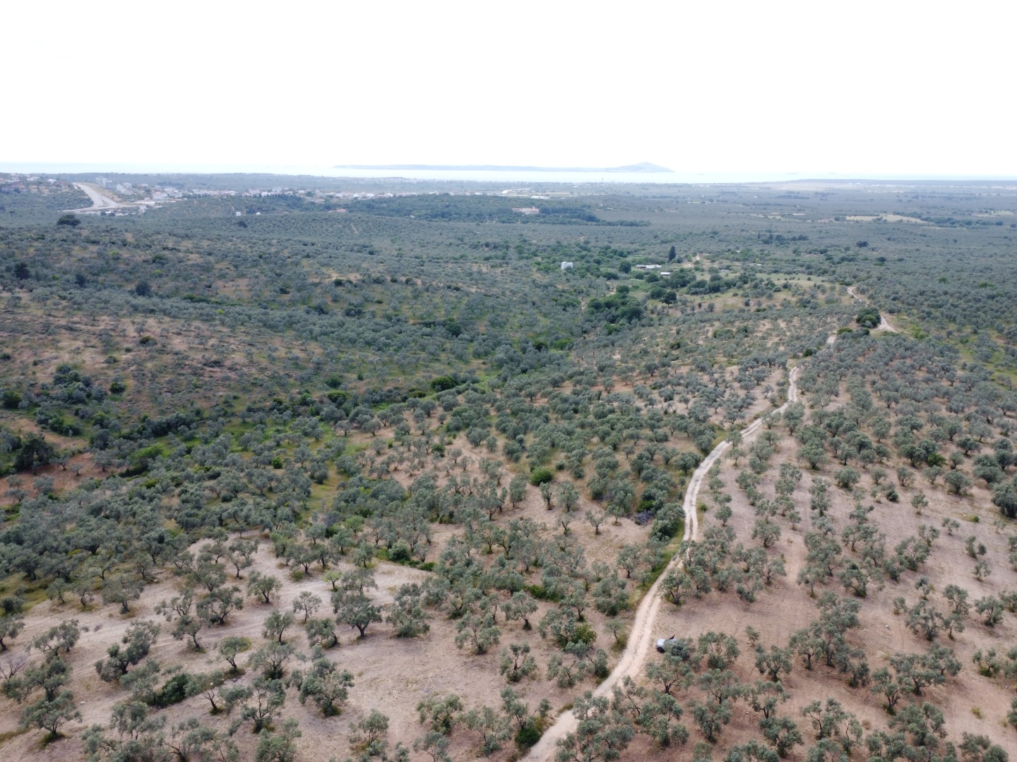 FIRSAT! GEYİKLİ DARIKÖY'DE 27.700 m² YATIRIMLIK ZEYTİNLİK - ÇANAKKALE EZİNE DARIKÖY KÖYÜ - undefined undefined - Thumbnail