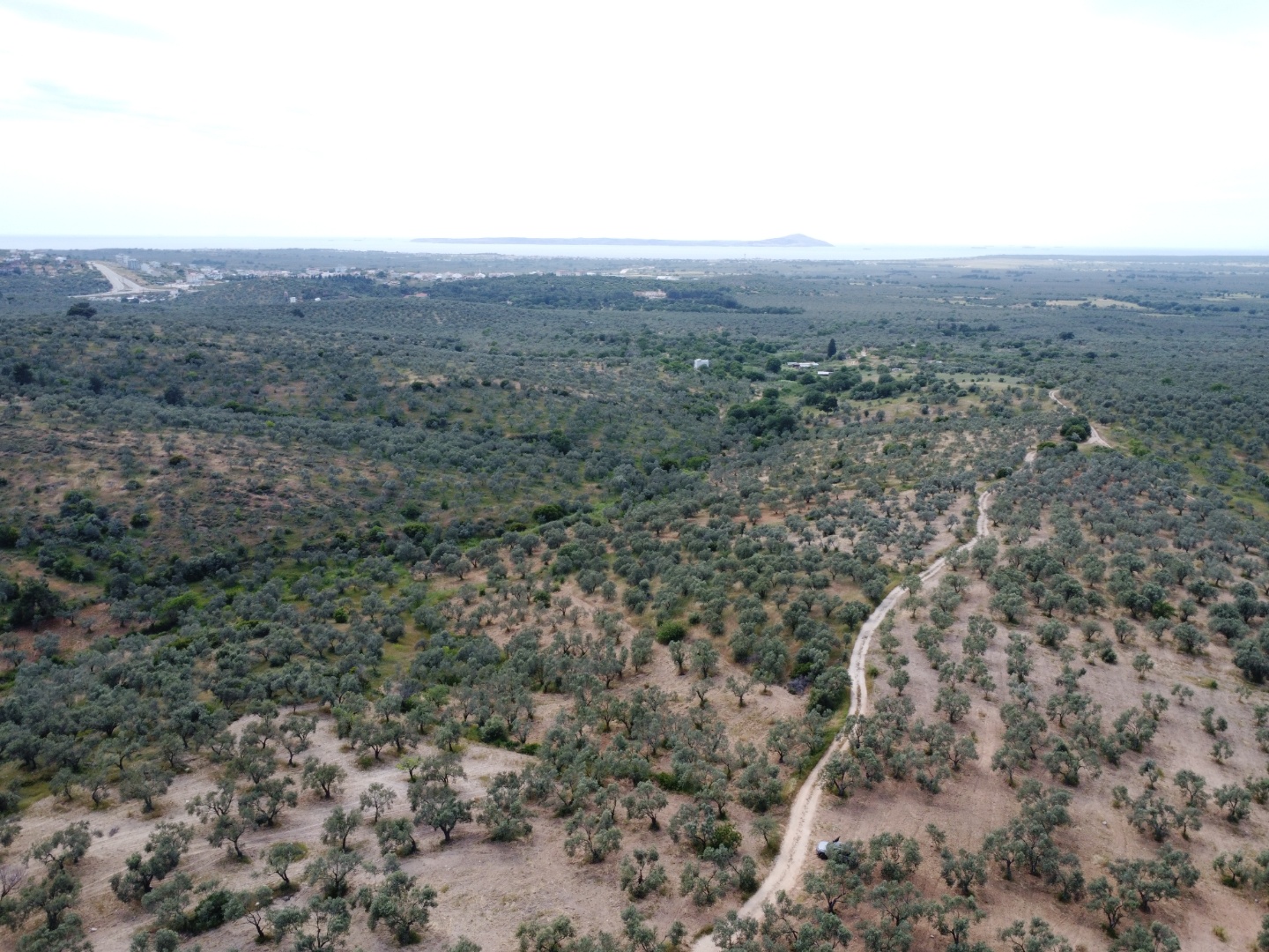 FIRSAT! GEYİKLİ DARIKÖY'DE 27.700 m² YATIRIMLIK ZEYTİNLİK - ÇANAKKALE EZİNE DARIKÖY KÖYÜ - undefined undefined - Thumbnail