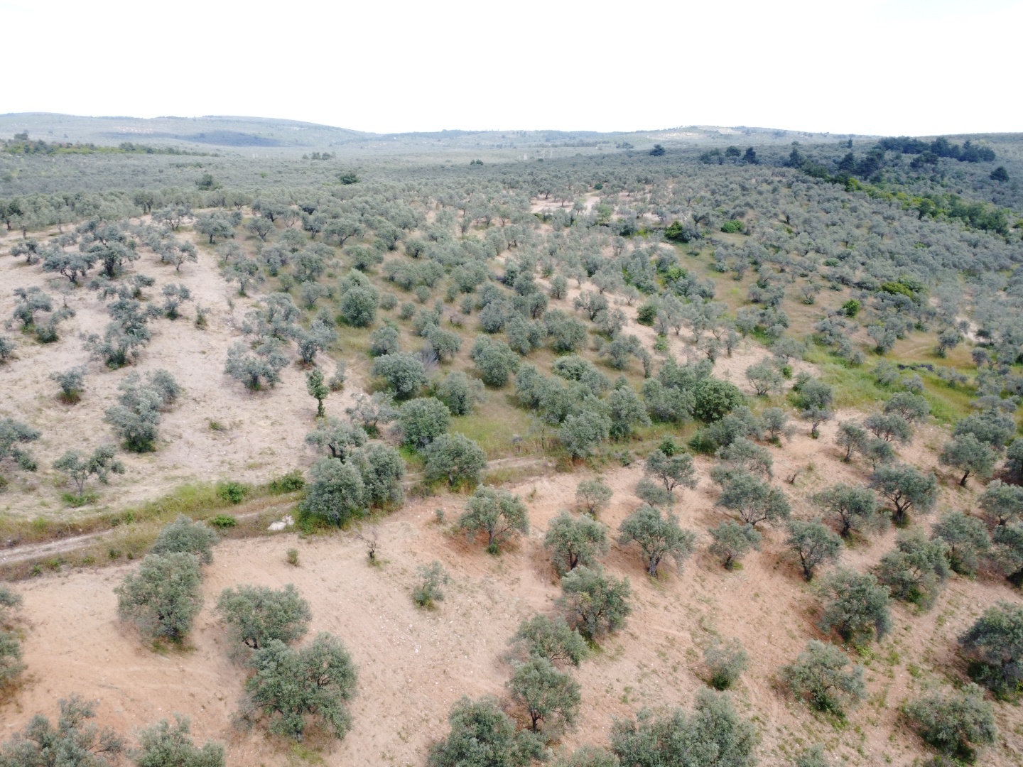 FIRSAT! GEYİKLİ DARIKÖY'DE 27.700 m² YATIRIMLIK ZEYTİNLİK - ÇANAKKALE EZİNE DARIKÖY KÖYÜ - undefined undefined - Thumbnail