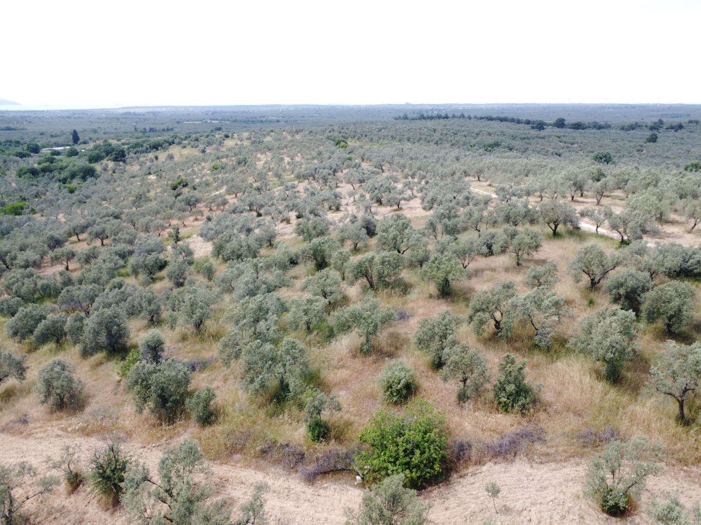FIRSAT! GEYİKLİ DARIKÖY'DE 27.700 m² YATIRIMLIK ZEYTİNLİK - ÇANAKKALE EZİNE DARIKÖY KÖYÜ - undefined undefined - Thumbnail