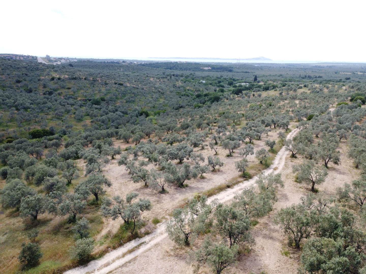 FIRSAT! GEYİKLİ DARIKÖY'DE 27.700 m² YATIRIMLIK ZEYTİNLİK - ÇANAKKALE EZİNE DARIKÖY KÖYÜ - undefined undefined - Thumbnail