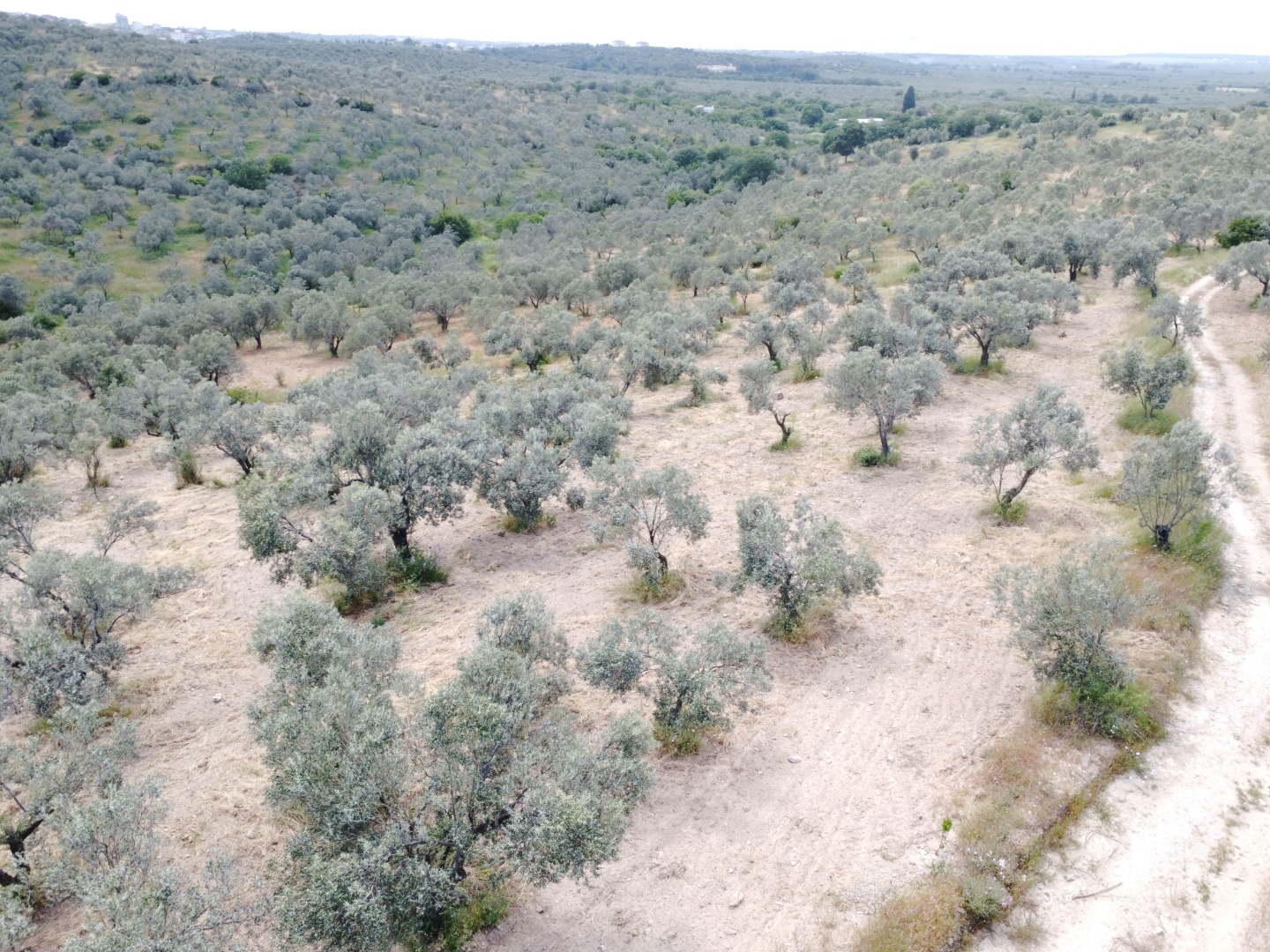 FIRSAT! GEYİKLİ DARIKÖY'DE 27.700 m² YATIRIMLIK ZEYTİNLİK - ÇANAKKALE EZİNE DARIKÖY KÖYÜ - undefined undefined - Thumbnail