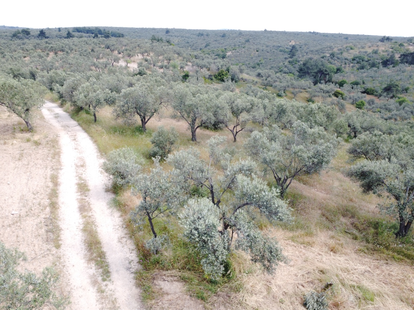 FIRSAT! GEYİKLİ DARIKÖY'DE 27.700 m² YATIRIMLIK ZEYTİNLİK - ÇANAKKALE EZİNE DARIKÖY KÖYÜ - undefined undefined - Thumbnail