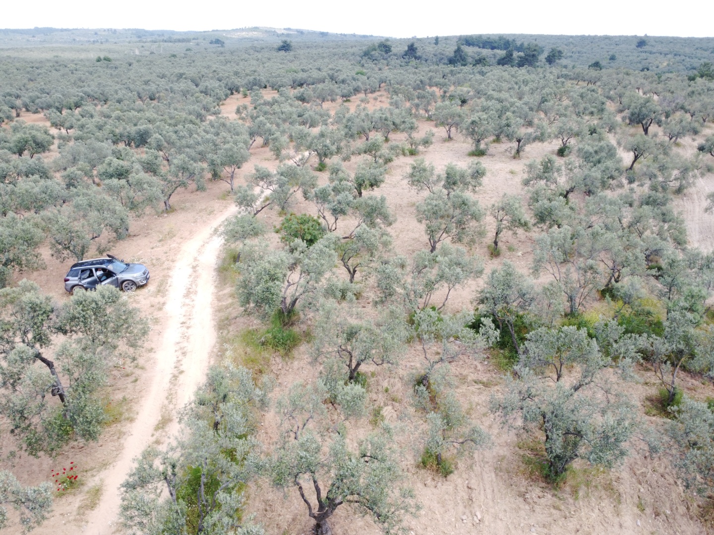 FIRSAT! GEYİKLİ DARIKÖY'DE 27.700 m² YATIRIMLIK ZEYTİNLİK - ÇANAKKALE EZİNE DARIKÖY KÖYÜ - undefined undefined - Thumbnail