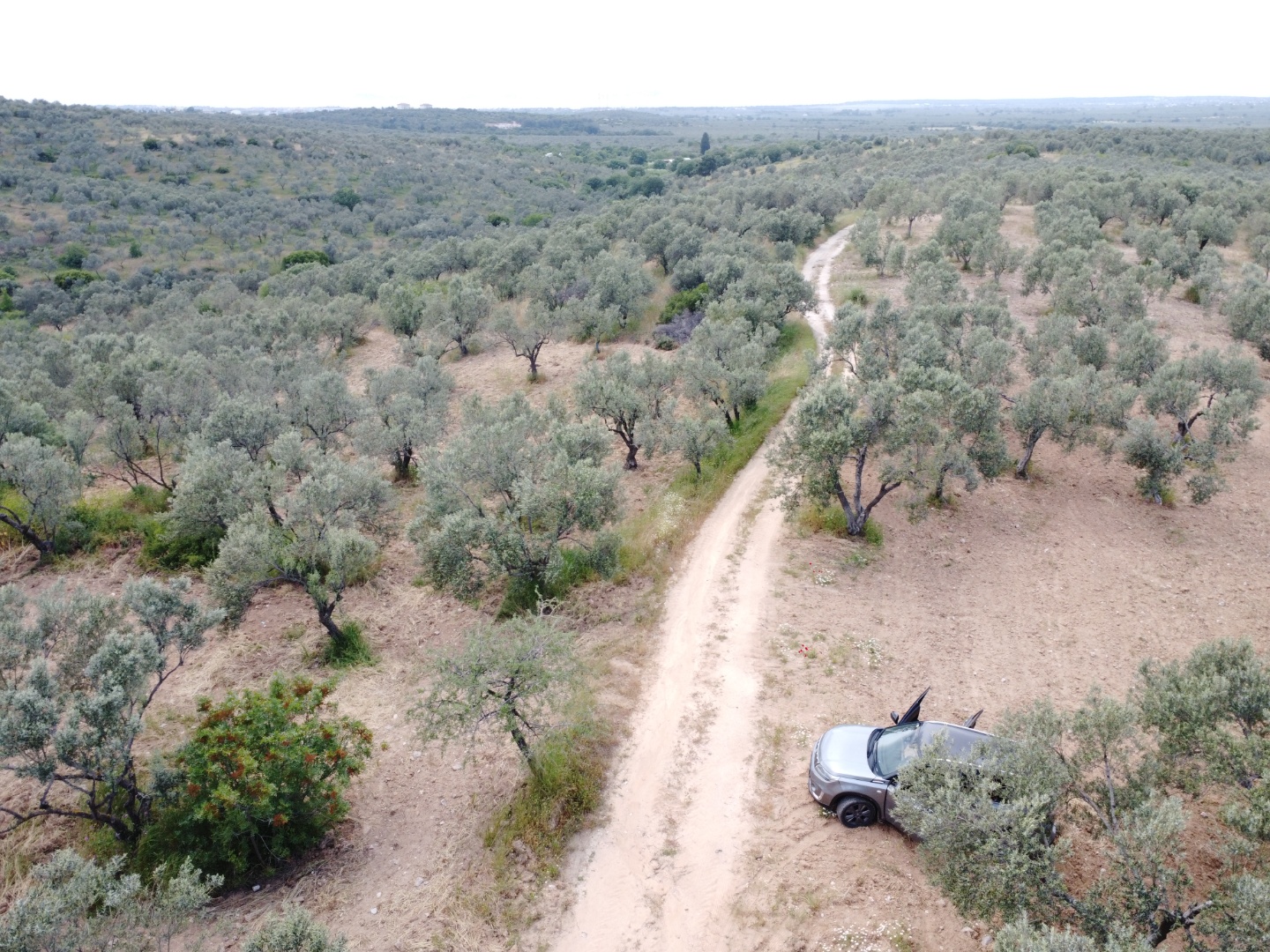 FIRSAT! GEYİKLİ DARIKÖY'DE 27.700 m² YATIRIMLIK ZEYTİNLİK - ÇANAKKALE EZİNE DARIKÖY KÖYÜ - undefined undefined - Thumbnail