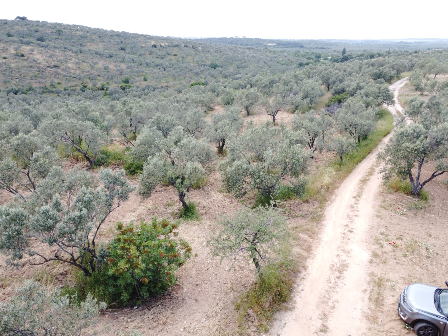 FIRSAT! GEYİKLİ DARIKÖY'DE 27.700 m² YATIRIMLIK ZEYTİNLİK - ÇANAKKALE EZİNE DARIKÖY KÖYÜ - undefined undefined - Thumbnail