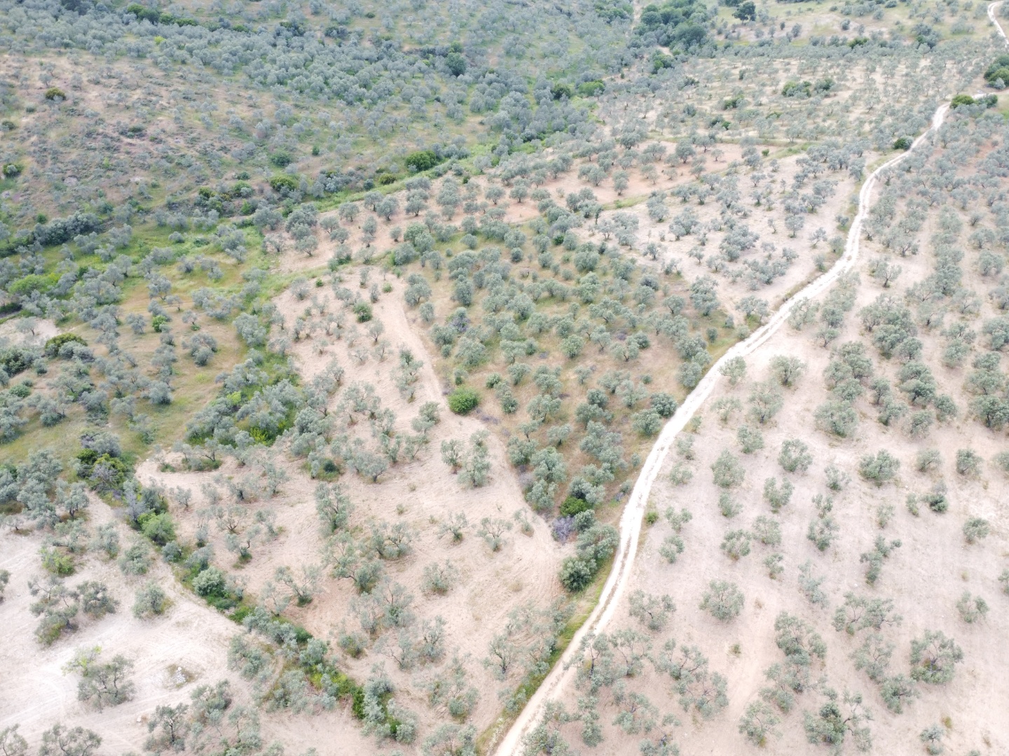 FIRSAT! GEYİKLİ DARIKÖY'DE 27.700 m² YATIRIMLIK ZEYTİNLİK - ÇANAKKALE EZİNE DARIKÖY KÖYÜ - undefined undefined - Thumbnail