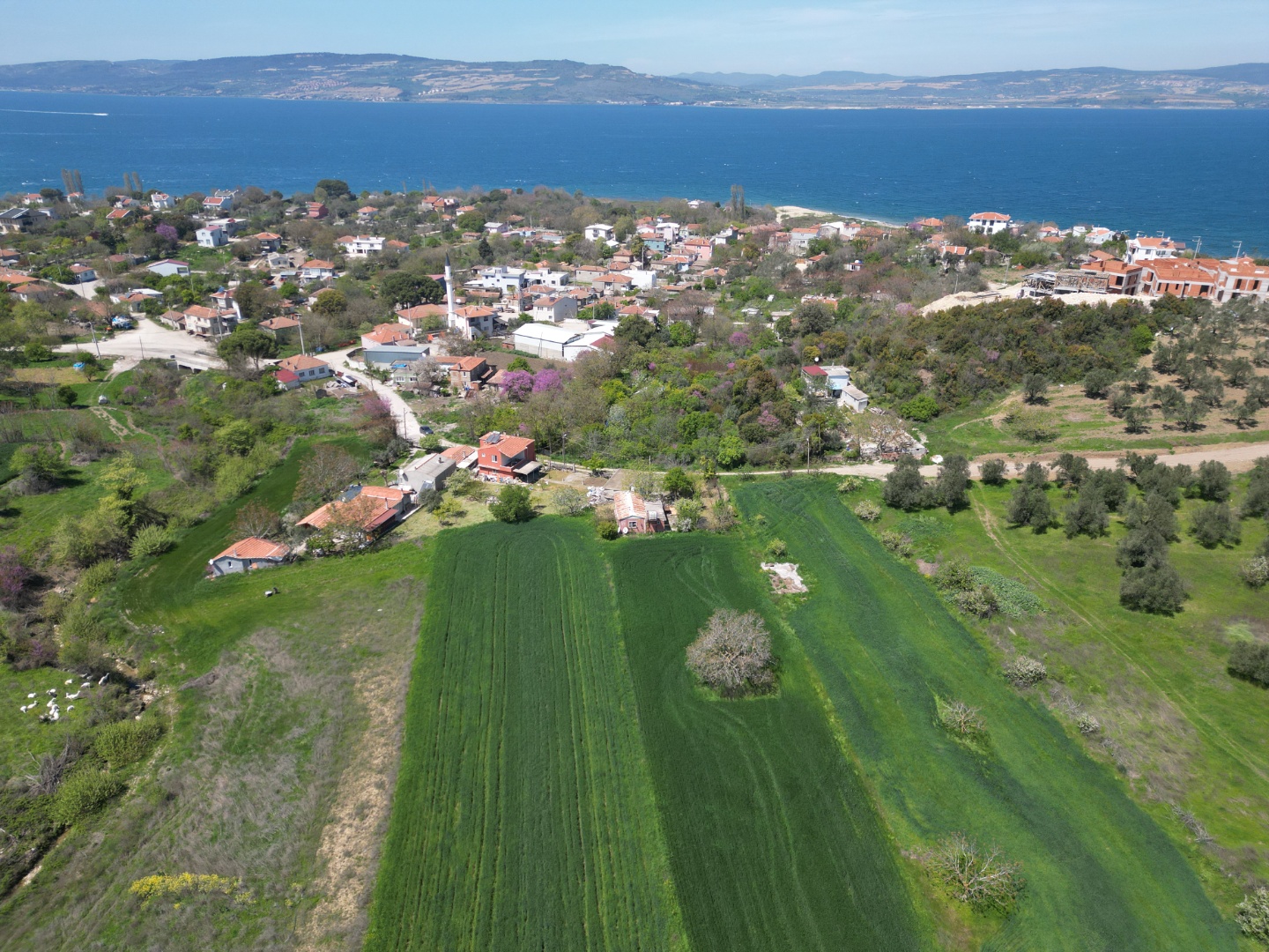 ÇANAKKALE LAPSEKİ SULUCA'DA SATILIK 497M2 KÖYİÇİ İMARLI ARSA - ÇANAKKALE LAPSEKİ SULUCA KÖYÜ - undefined undefined - Thumbnail