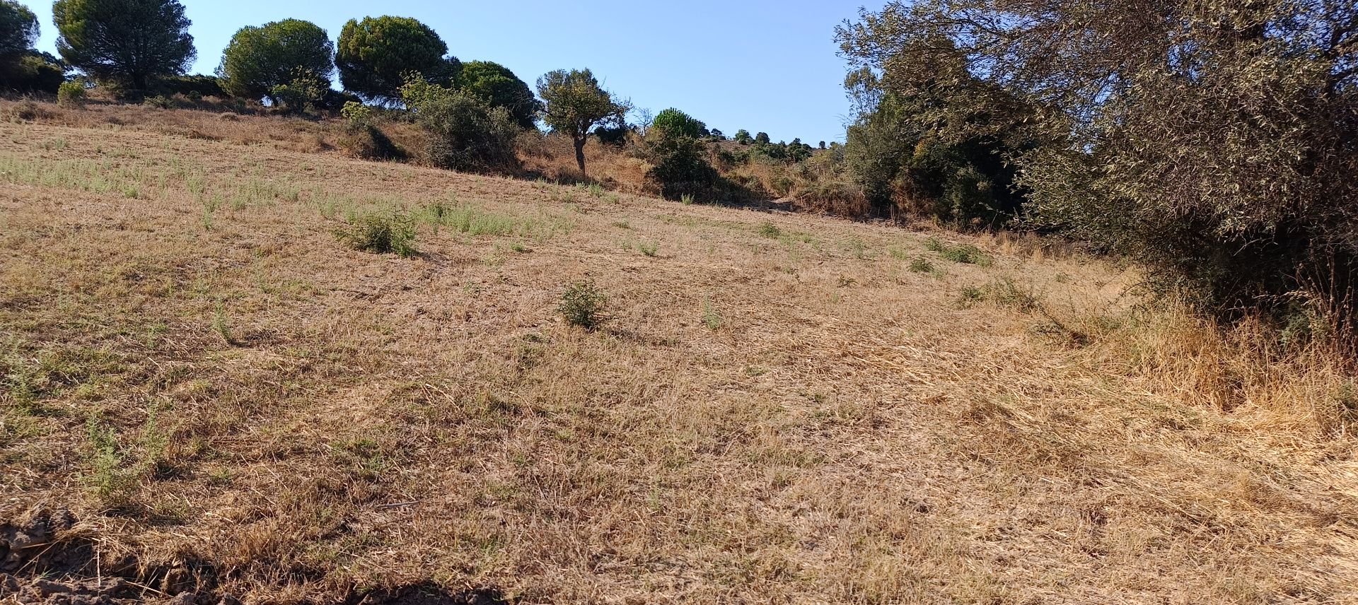 ÇANAKKALE BİGA KARABİGA ZEYTİNLİK KÖYÜ SATILIK 3.486 m2 TARLA  - ÇANAKKALE BİGA KARABİGA BELDESİ, ZEYTİNLİK MAHALLESİ - undefined undefined - Thumbnail